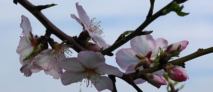 spring flowers