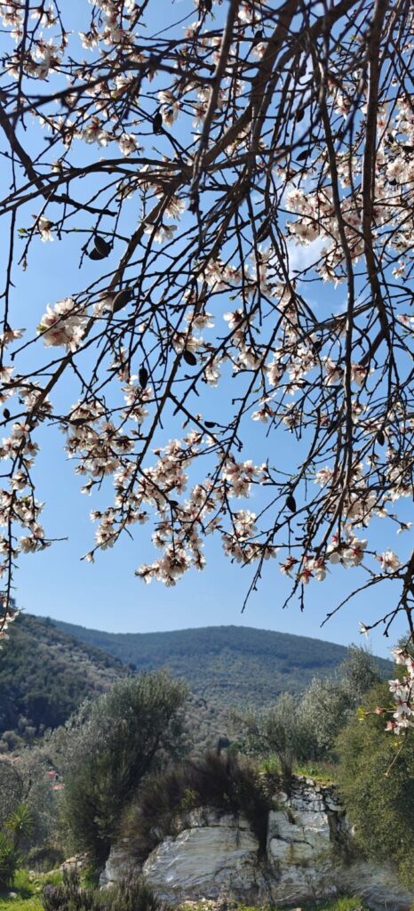 spring